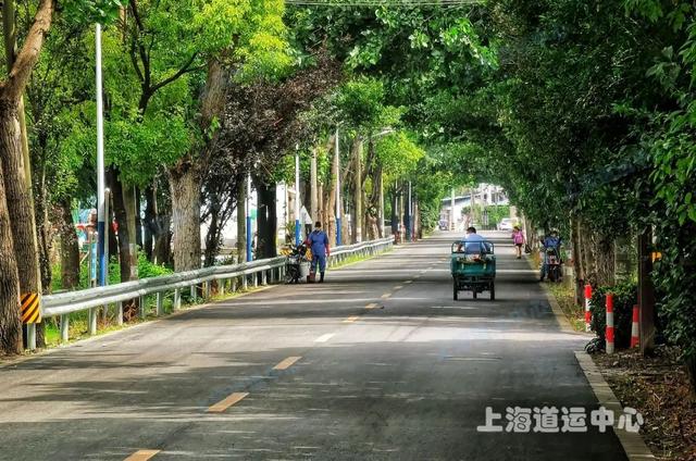 太嗲了！宝山区这个小镇大变样，处处都是好风光【我为群众办实事】