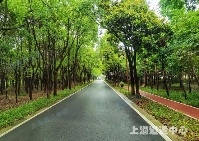 太嗲了！宝山区这个小镇大变样，处处都是好风光【我为群众办实事】